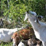 Un rebaño contra las llamas sin control