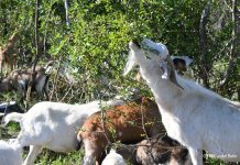 Un rebaño contra las llamas sin control
