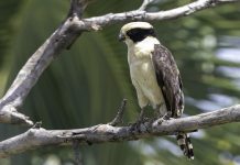 Mérida se prepara para el Global Big Day con expertos en aves