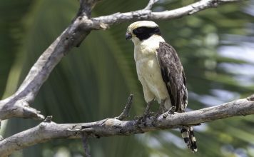 Mérida se prepara para el Global Big Day con expertos en aves