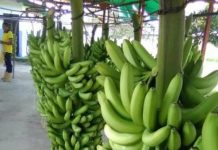 Productores en Trujillo desarrollan estrategias para la exportación de banano