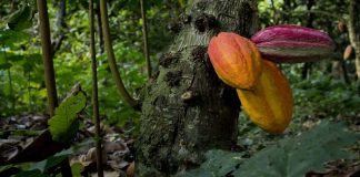 Sello de Identidad: Cómo las indicaciones geográficas transforman el origen venezolano en valor económico