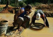 Producción aurífera en el Arco Minero podría aumentar 30% este año
